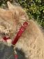 Preview: Lama Halfter mit geschlossener Nase - Rot - Gelb - Türkis
